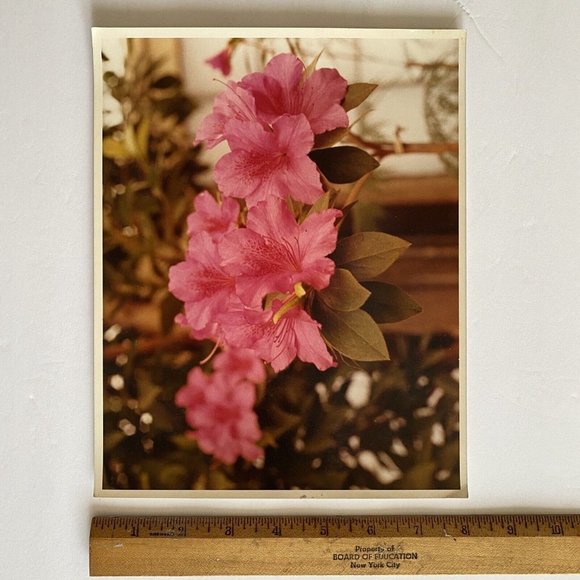 c1970 Original Pink Azalea Steven Willhite Glen Ellen IL Color Photograph - Picture 6 of 6